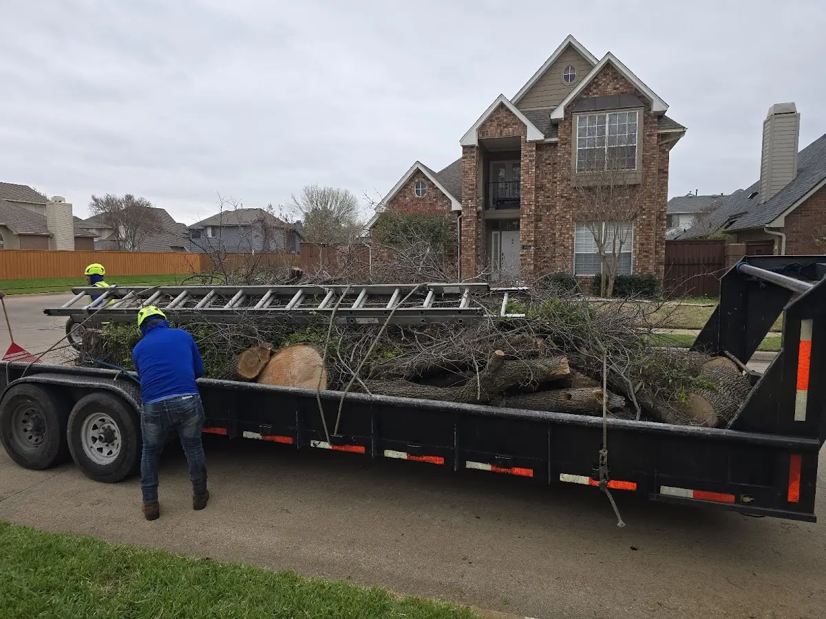 Expert Deadwooding with proper safety equipment in Delmar